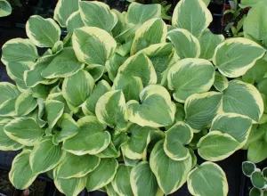 Mint Julep Hosta